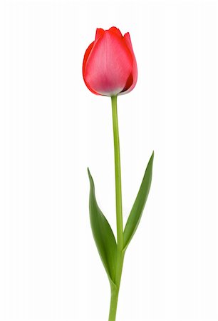 Elegant red tulip Foto de stock - Royalty-Free Super Valor e Assinatura, Número: 400-04004939