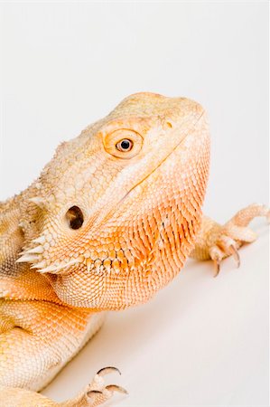 rear lizard - A beautiful bearded dragon Foto de stock - Super Valor sin royalties y Suscripción, Código: 400-04005117