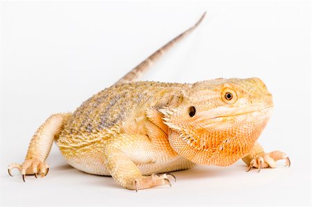 rear lizard - A beautiful bearded dragon Foto de stock - Super Valor sin royalties y Suscripción, Código: 400-04005118