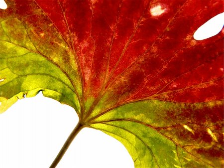 simsearch:400-04699407,k - Collection of the textures (red-green leaf) Stock Photo - Budget Royalty-Free & Subscription, Code: 400-04005156