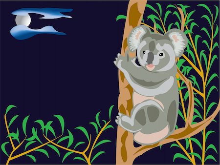 koala bear on a eucalyptus tree in the night Stock Photo - Budget Royalty-Free & Subscription, Code: 400-04005220