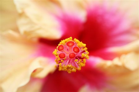 eyedear (artist) - close up of the pistil of a hibiscus flower Stock Photo - Budget Royalty-Free & Subscription, Code: 400-04005320