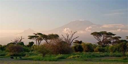 simsearch:400-04111907,k - Kilimanjaro at Sunrise. View from Amboseli, Kenya Fotografie stock - Microstock e Abbonamento, Codice: 400-04005648