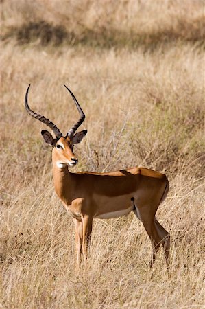 simsearch:400-05901721,k - Impala in Kenyan Savannah. Massai Mara, Kenya. Stock Photo - Budget Royalty-Free & Subscription, Code: 400-04005650