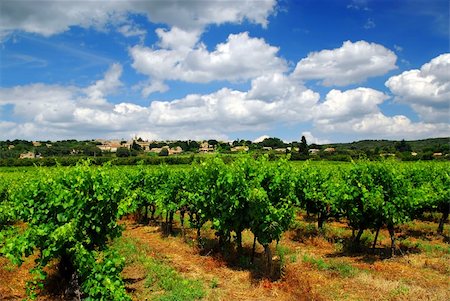 simsearch:400-04000933,k - Rows of green vines in a vineyard in rural southern France Stock Photo - Budget Royalty-Free & Subscription, Code: 400-04005744