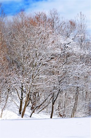 simsearch:400-03987371,k - Winter landscape of a sunny park after a heavy snowfall Foto de stock - Super Valor sin royalties y Suscripción, Código: 400-04005754