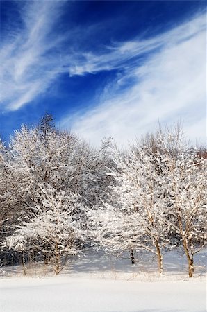 simsearch:400-04014691,k - Winter landscape of a sunny forest after a heavy snowfall Stock Photo - Budget Royalty-Free & Subscription, Code: 400-04005755