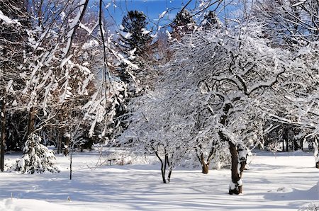 simsearch:400-03985276,k - Winter landscape of a sunny park after a heavy snowfall Foto de stock - Super Valor sin royalties y Suscripción, Código: 400-04005756