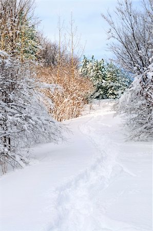 simsearch:400-05703002,k - Path in winter forest after a snowfall Photographie de stock - Aubaine LD & Abonnement, Code: 400-04005757