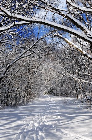 simsearch:400-03985276,k - Recreational path in winter forest after a snowfall Foto de stock - Super Valor sin royalties y Suscripción, Código: 400-04005758