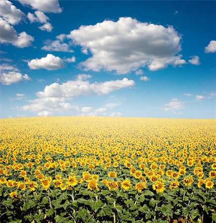 sunflowers in france - Bright yellow sunflower field with deep blue sky and fluffy clouds. Photographie de stock - Aubaine LD & Abonnement, Code: 400-04006373