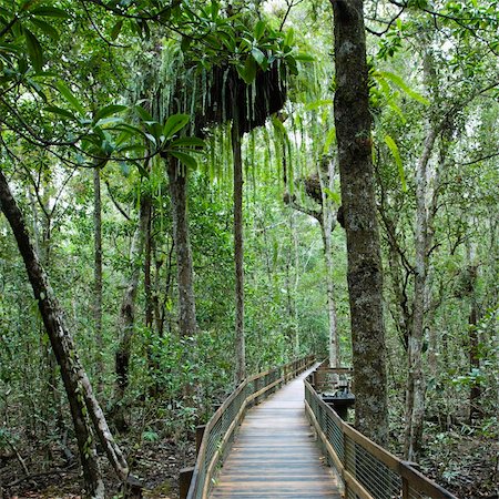 simsearch:841-03674237,k - Wooden walkway in Daintree Rainforest, Australia. Foto de stock - Super Valor sin royalties y Suscripción, Código: 400-04006386