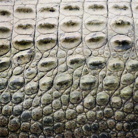 simsearch:400-04006396,k - Close up of side of crocodile showing scaly skin, Australia. Foto de stock - Super Valor sin royalties y Suscripción, Código: 400-04006389