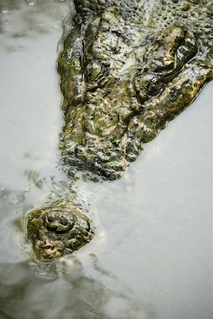 simsearch:400-04006396,k - Head of crocodile swimming in water in Australia. Foto de stock - Super Valor sin royalties y Suscripción, Código: 400-04006394