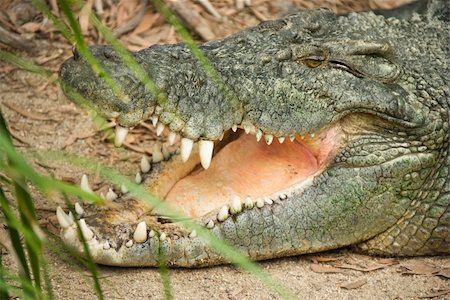 simsearch:400-04006396,k - Side view of head of crocodile with open mouth, Australia. Foto de stock - Super Valor sin royalties y Suscripción, Código: 400-04006395