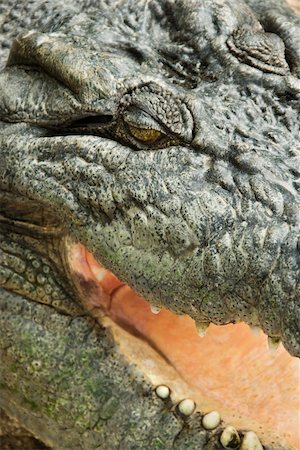 simsearch:400-04006396,k - Close up of crocodile with open mouth, Australia. Foto de stock - Super Valor sin royalties y Suscripción, Código: 400-04006396