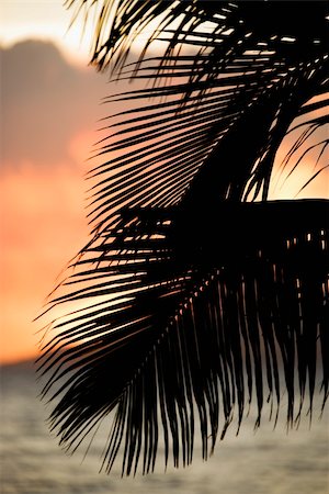 simsearch:400-04006467,k - Palm leaves silhouetted against sunset and ocean on Maui, Hawaii. Photographie de stock - Aubaine LD & Abonnement, Code: 400-04006467