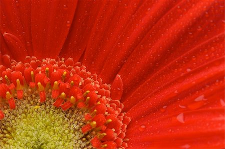 simsearch:400-04432314,k - Macro of a Red Gerber Daisy with Water Drops. Stock Photo - Budget Royalty-Free & Subscription, Code: 400-04006626