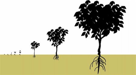 vector illustration for a growing process from a seed becomes a tree, biological environment. Stock Photo - Budget Royalty-Free & Subscription, Code: 400-04006957