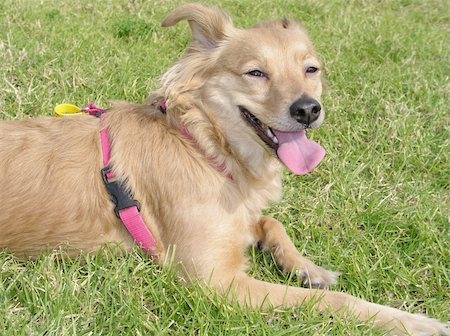 simsearch:400-06090463,k - picture of a brown dog in a pink shirt playing with a tennis ball, running on the grass Foto de stock - Royalty-Free Super Valor e Assinatura, Número: 400-04007056