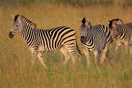 simsearch:400-07657090,k - Plains (Burchell's) Zebras (Equus quagga), South Africa Fotografie stock - Microstock e Abbonamento, Codice: 400-04007254