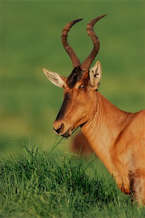 Portrait of a red hartebeest (Alcelaphus buselaphus), South Africa Photographie de stock - Aubaine LD & Abonnement, Code: 400-04007255