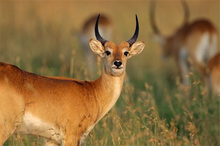 Portrait of a male red lechwe antelope (Kobus leche), southern Africa Photographie de stock - Aubaine LD & Abonnement, Code: 400-04007257