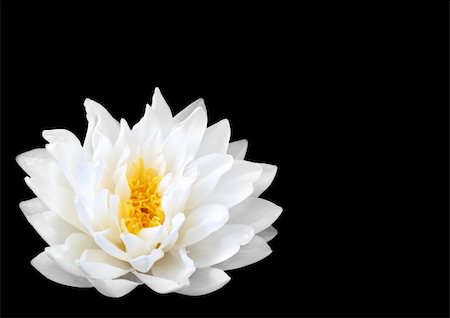 White water lily with yellow stamens in full flower. (Gladstoniana genus.) Isolated over black. Stock Photo - Budget Royalty-Free & Subscription, Code: 400-04007454