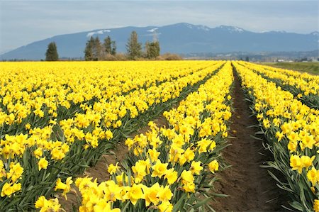 field of daffodil pictures - Yellow daffodils field Stock Photo - Budget Royalty-Free & Subscription, Code: 400-04008409