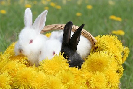 simsearch:400-06866996,k - Bunnies in dandelion basket - nice Easter picture Foto de stock - Super Valor sin royalties y Suscripción, Código: 400-04008863