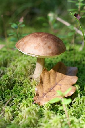 simsearch:841-06446938,k - Slippery Jack, autumn fungus. Eatable mushroom, very delicious. Stock Photo - Budget Royalty-Free & Subscription, Code: 400-04008925