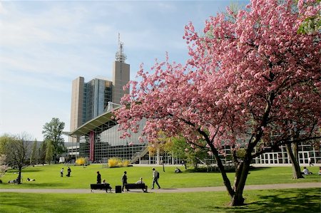 Businessmen under blooming cherry tree in Hannover fair, Germany, Europe Stockbilder - Microstock & Abonnement, Bildnummer: 400-04008938