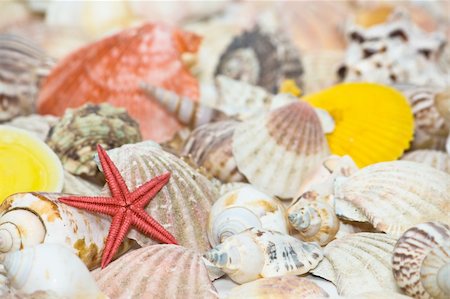 simsearch:400-04638537,k - Starfish and seashells Photographie de stock - Aubaine LD & Abonnement, Code: 400-04009624