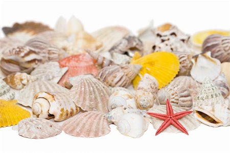 simsearch:400-04638537,k - Red starfish and shells on isolated white background Photographie de stock - Aubaine LD & Abonnement, Code: 400-04009625