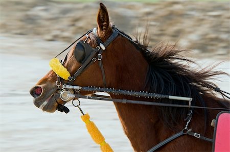 Riding horse in harness racing Stock Photo - Budget Royalty-Free & Subscription, Code: 400-04000034