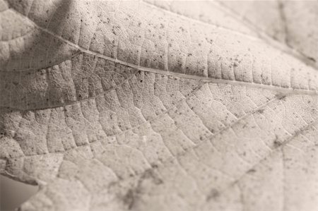 simsearch:400-04221461,k - Beautiful background leaves. Close-up photo. Great details. Stock Photo - Budget Royalty-Free & Subscription, Code: 400-04000030