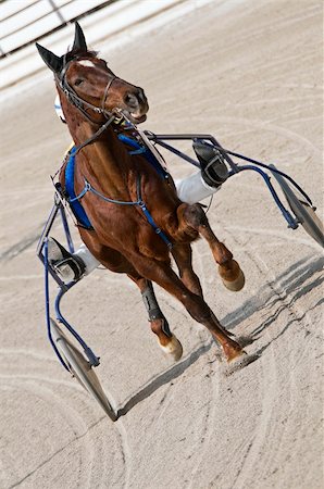 Trot horse riding in a race track Stock Photo - Budget Royalty-Free & Subscription, Code: 400-04000033