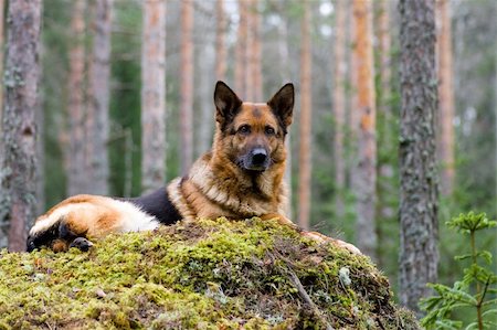 Germany Sheep-dog laying on the stone Stock Photo - Budget Royalty-Free & Subscription, Code: 400-04000062