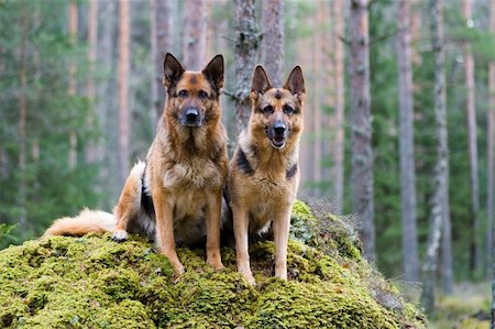 simsearch:400-04779959,k - Two Germany shepherds sitting on the stone Foto de stock - Super Valor sin royalties y Suscripción, Código: 400-04000075