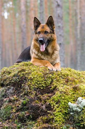 simsearch:400-04446495,k - Germany Sheep-dog laying on the stone Fotografie stock - Microstock e Abbonamento, Codice: 400-04000076