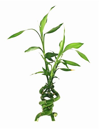 concept of incredible happiness, three branches of a lucky bamboo joined together, all isolated on pure white background Stock Photo - Budget Royalty-Free & Subscription, Code: 400-04000186