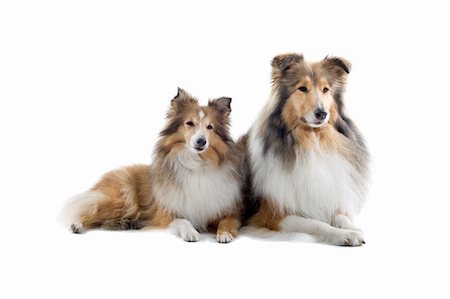 simsearch:400-03931819,k - two schotisch collie dogs isolated on a white background Stock Photo - Budget Royalty-Free & Subscription, Code: 400-04000221
