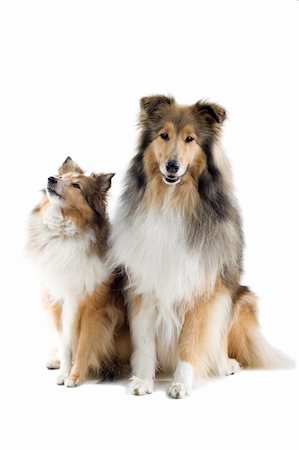 simsearch:400-03931819,k - two schotisch collie dogs isolated on a white background Stock Photo - Budget Royalty-Free & Subscription, Code: 400-04000222