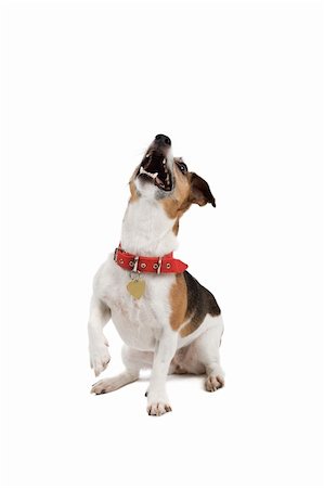 simsearch:400-04000242,k - jack russel terrier dog isolated on a white background. Foto de stock - Super Valor sin royalties y Suscripción, Código: 400-04000237