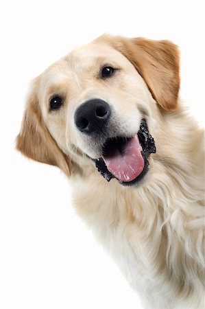 schauhund - golden retriever portrait dog isolated on a white background Stockbilder - Microstock & Abonnement, Bildnummer: 400-04000240