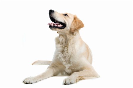 schauhund - golden retriever   dog isolated on a white background Stockbilder - Microstock & Abonnement, Bildnummer: 400-04000241