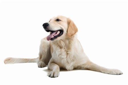 schauhund - golden retriever   dog isolated on a white background Stockbilder - Microstock & Abonnement, Bildnummer: 400-04000242