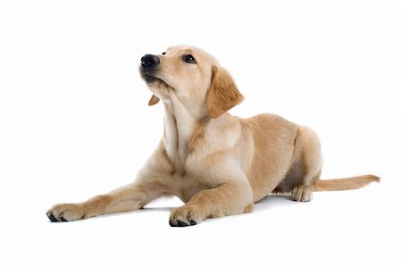 schauhund - golden retriever puppy isolated on a white background Stockbilder - Microstock & Abonnement, Bildnummer: 400-04000243