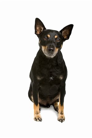 schauhund - mixed breed old dog isolated on a white background Stockbilder - Microstock & Abonnement, Bildnummer: 400-04000257