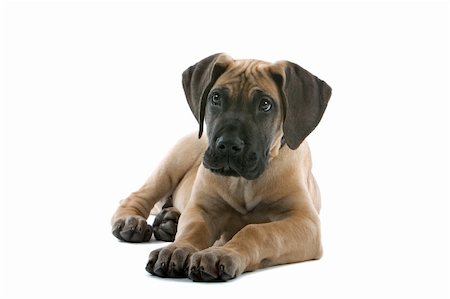 simsearch:400-05739781,k - great dane puppy dog isolated on a white background Stockbilder - Microstock & Abonnement, Bildnummer: 400-04000258
